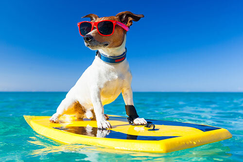 Tips voor het op vakantie gaan met je hond