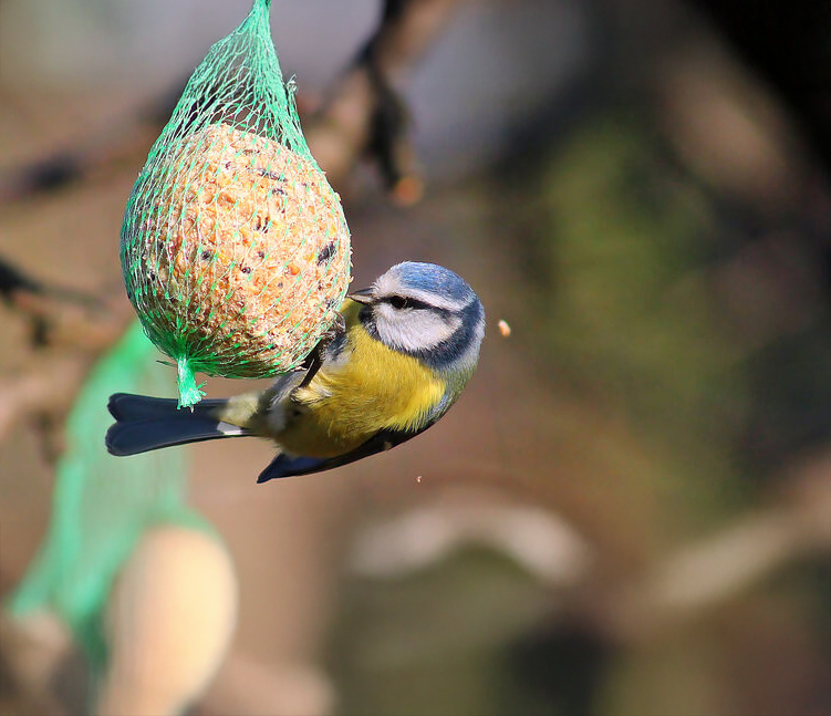Wordt abonnee en ontvang 10 GRATIS MEZENBOLLEN