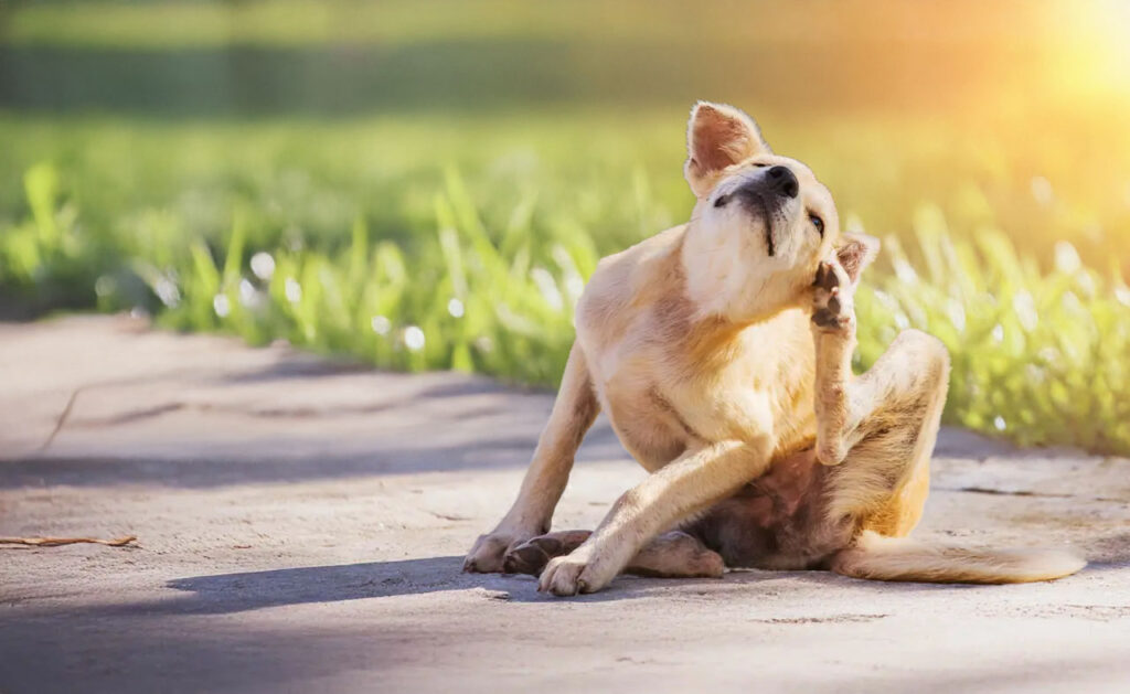 Vlooien en teken, beter voorkomen dan genezen!
